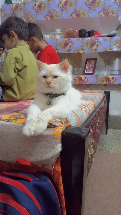 Persian tripple coated male cat for sale