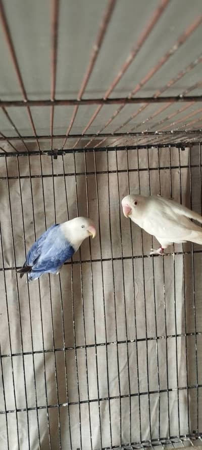 Lovebird