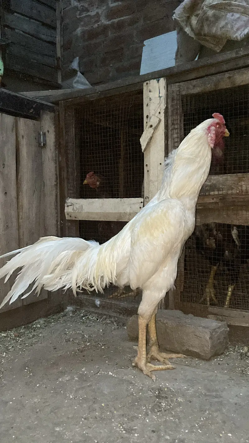 White Aseel