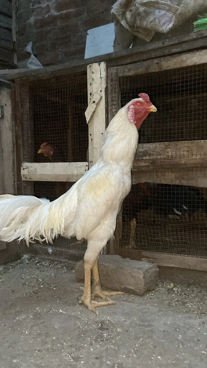 White Aseel — photo 2