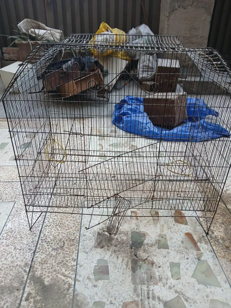Iron Cage for parrots