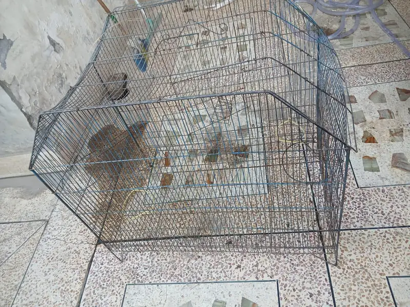 Iron Cage for parrots — photo 2