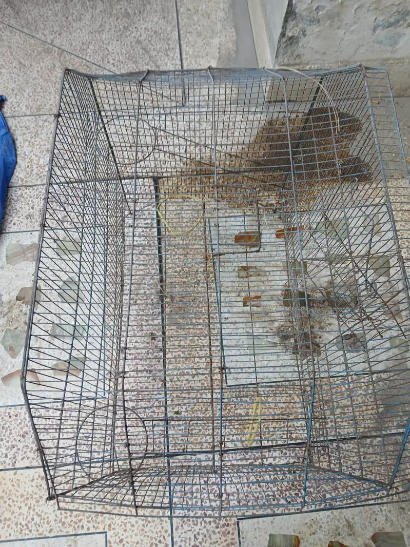 Iron Cage for parrots — photo 4