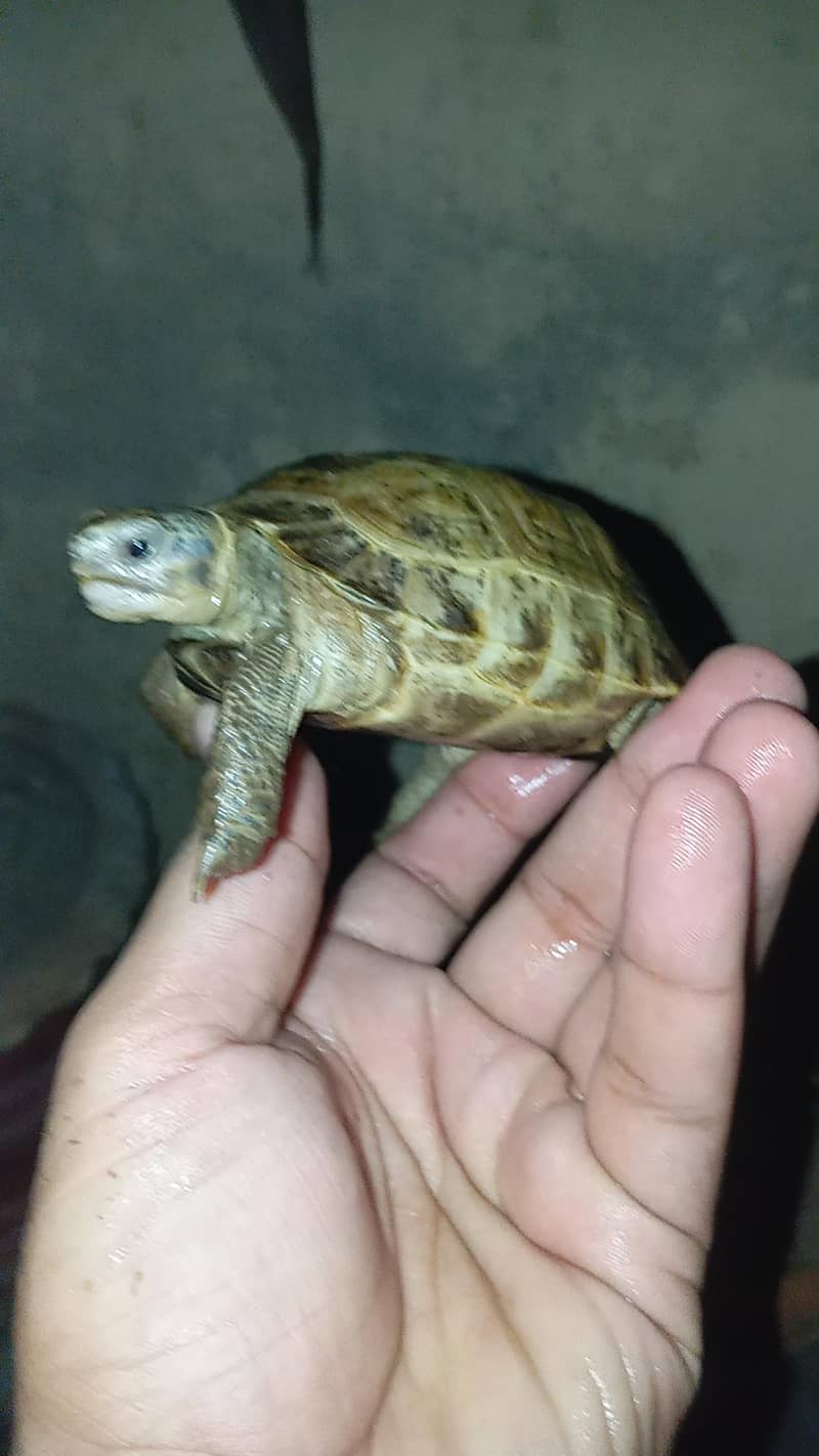 tortoise 1