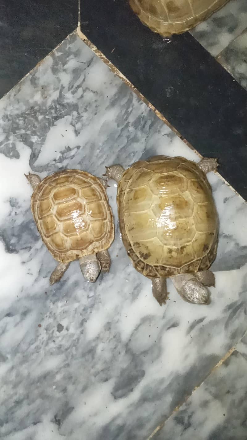 tortoise 2