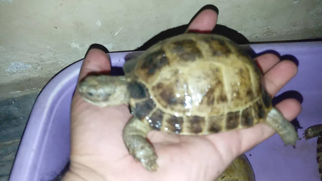 tortoise 3