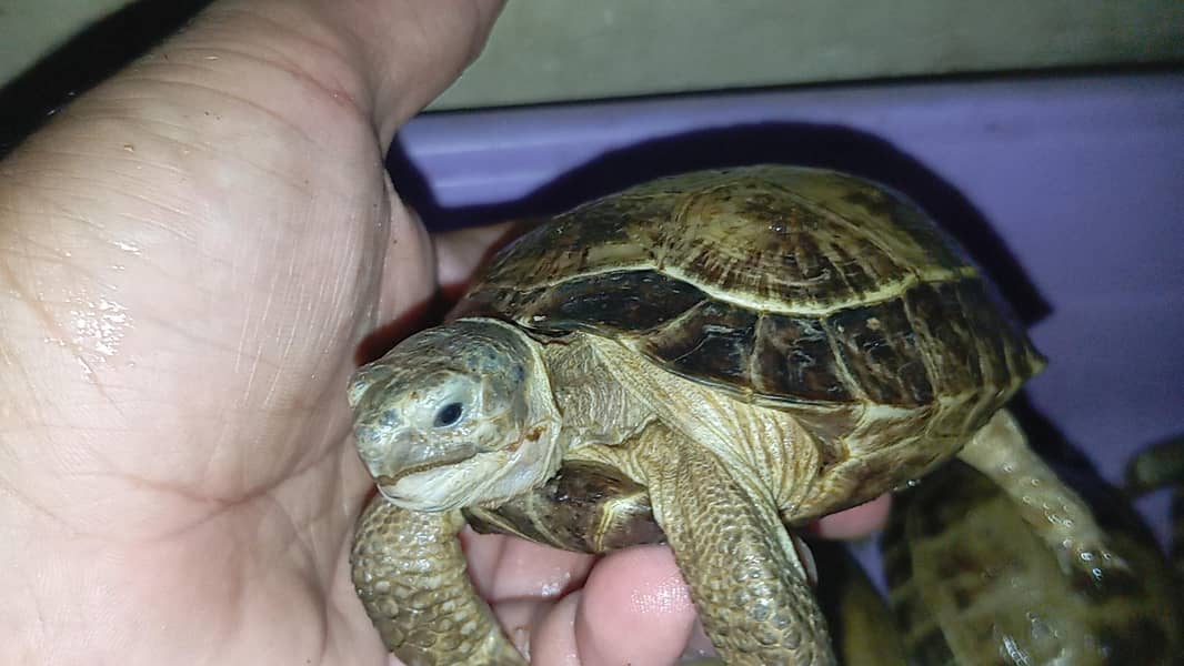 tortoise 4
