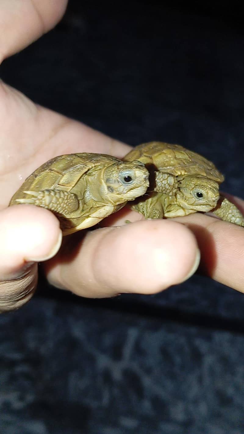 tortoise 5
