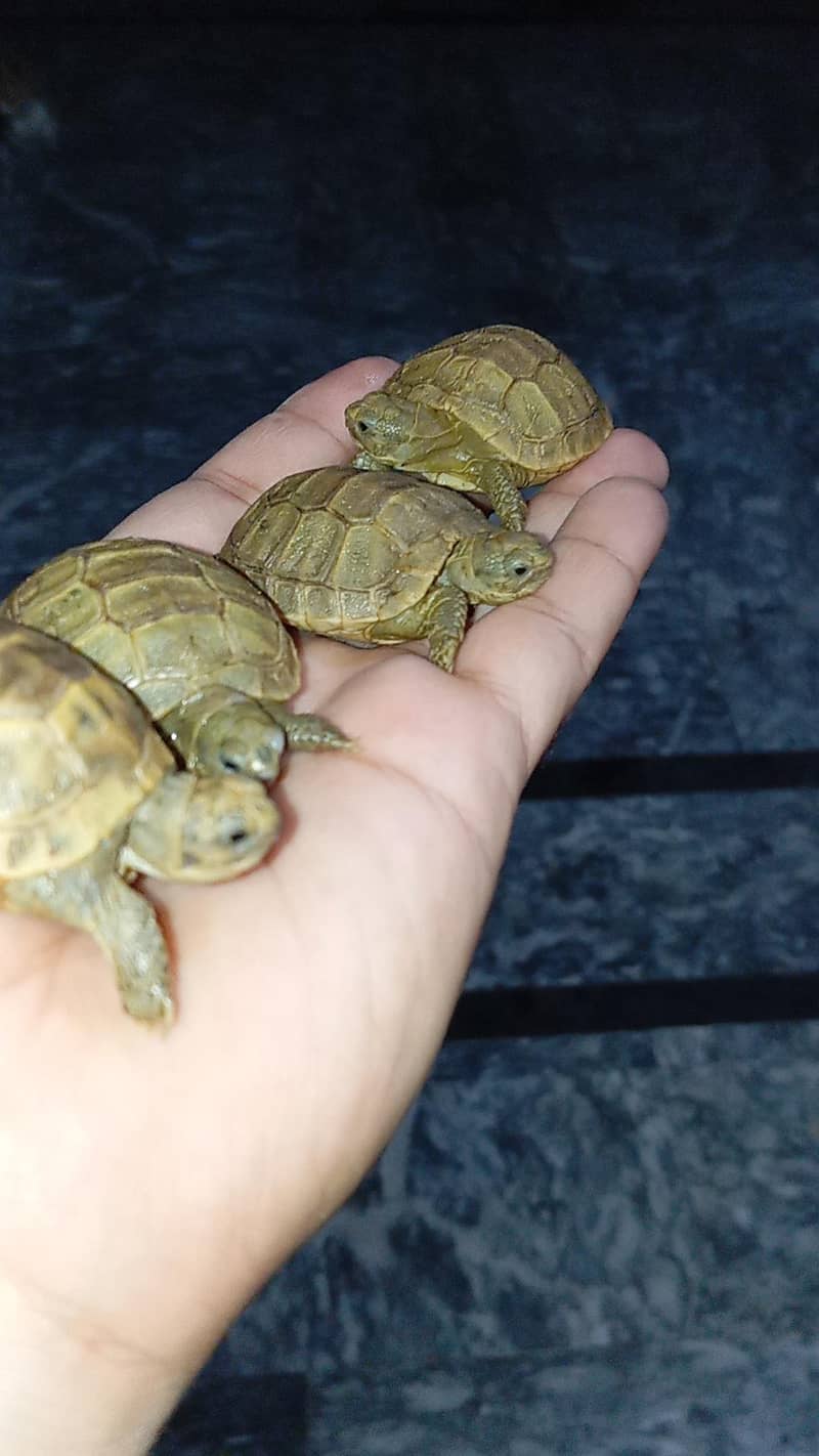 tortoise 6
