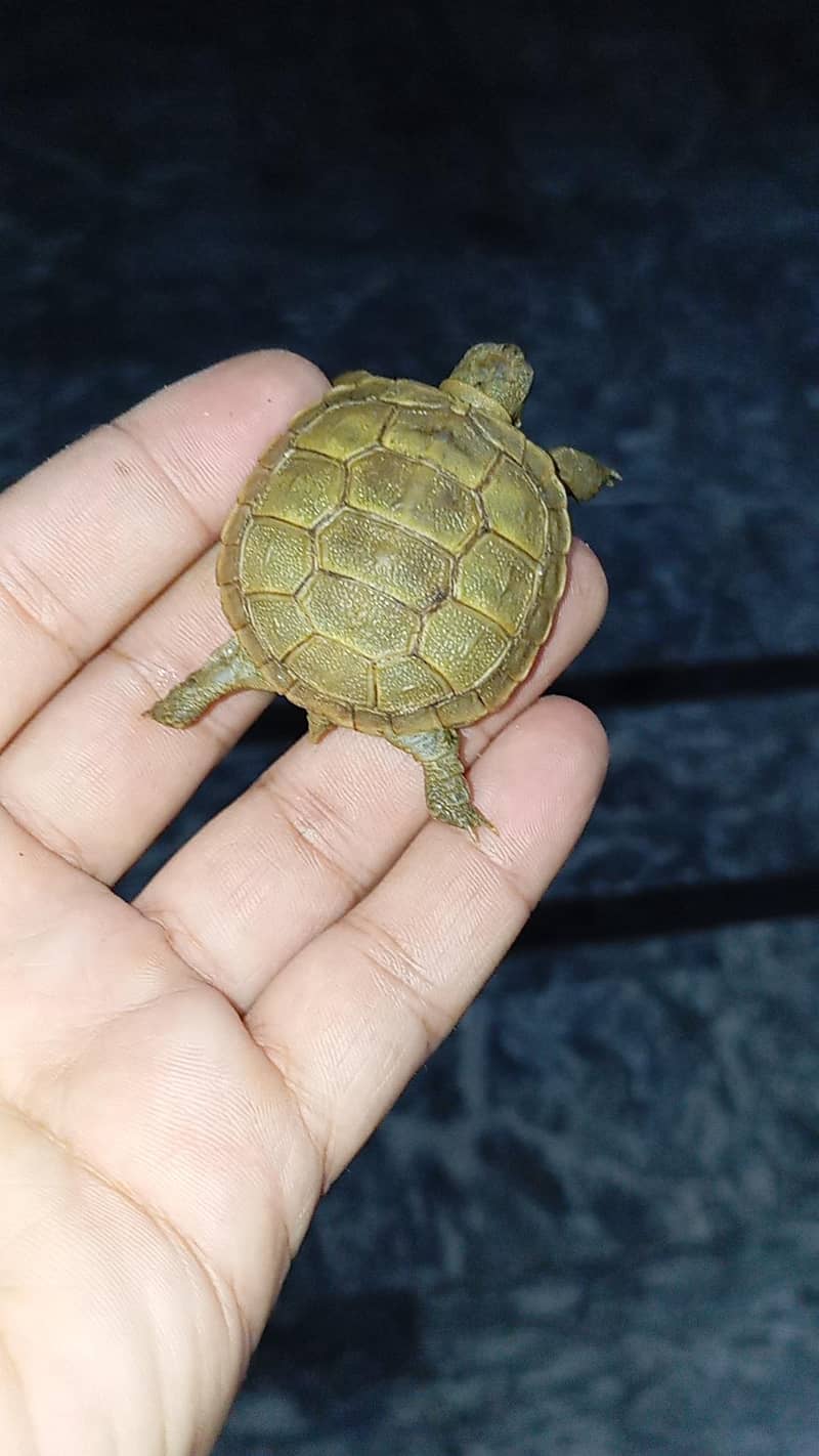 tortoise 7