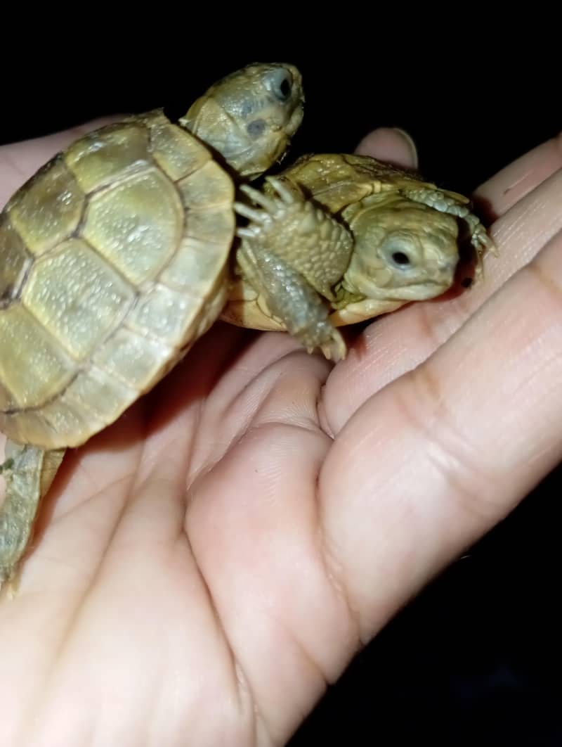 tortoise 0