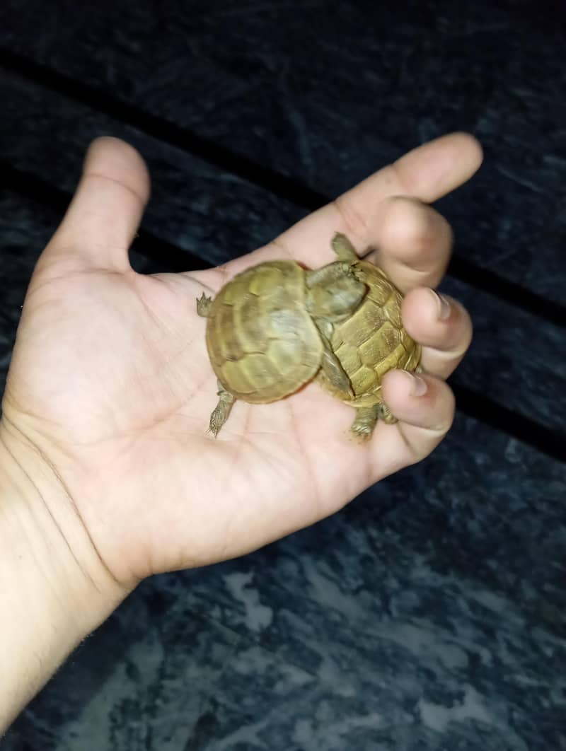 tortoise 8