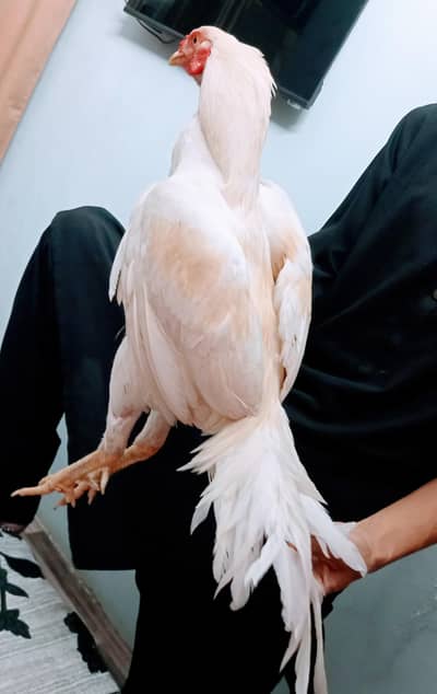 Top Quality Birds