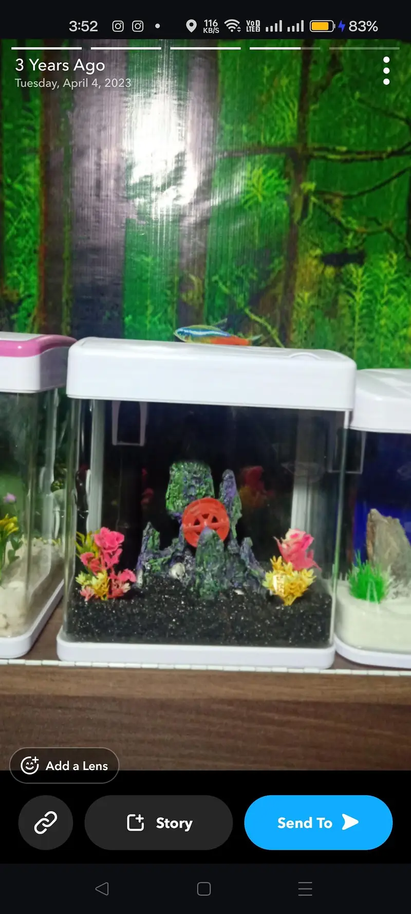 Gilal Gold Fish Aquarium — photo 3