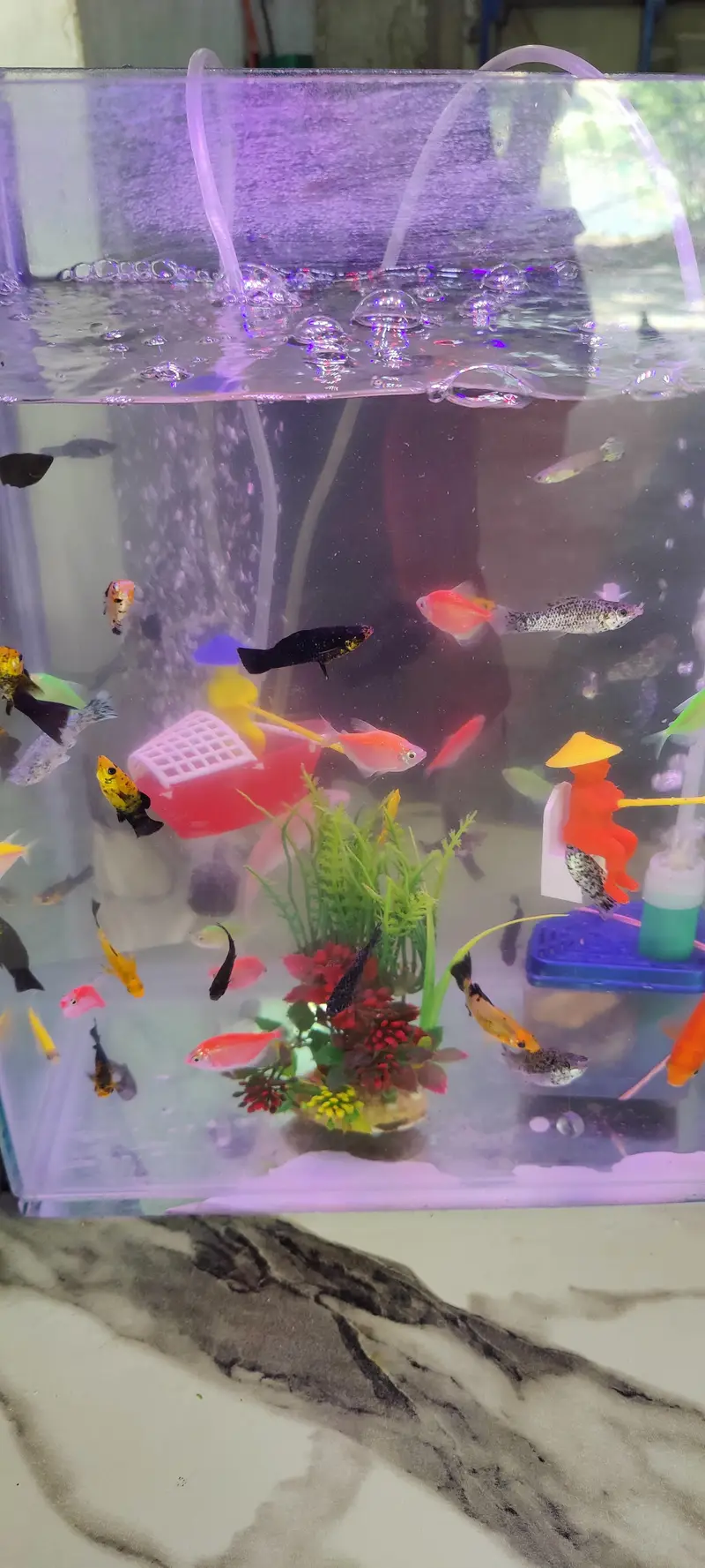 Gilal Gold Fish Aquarium — photo 10