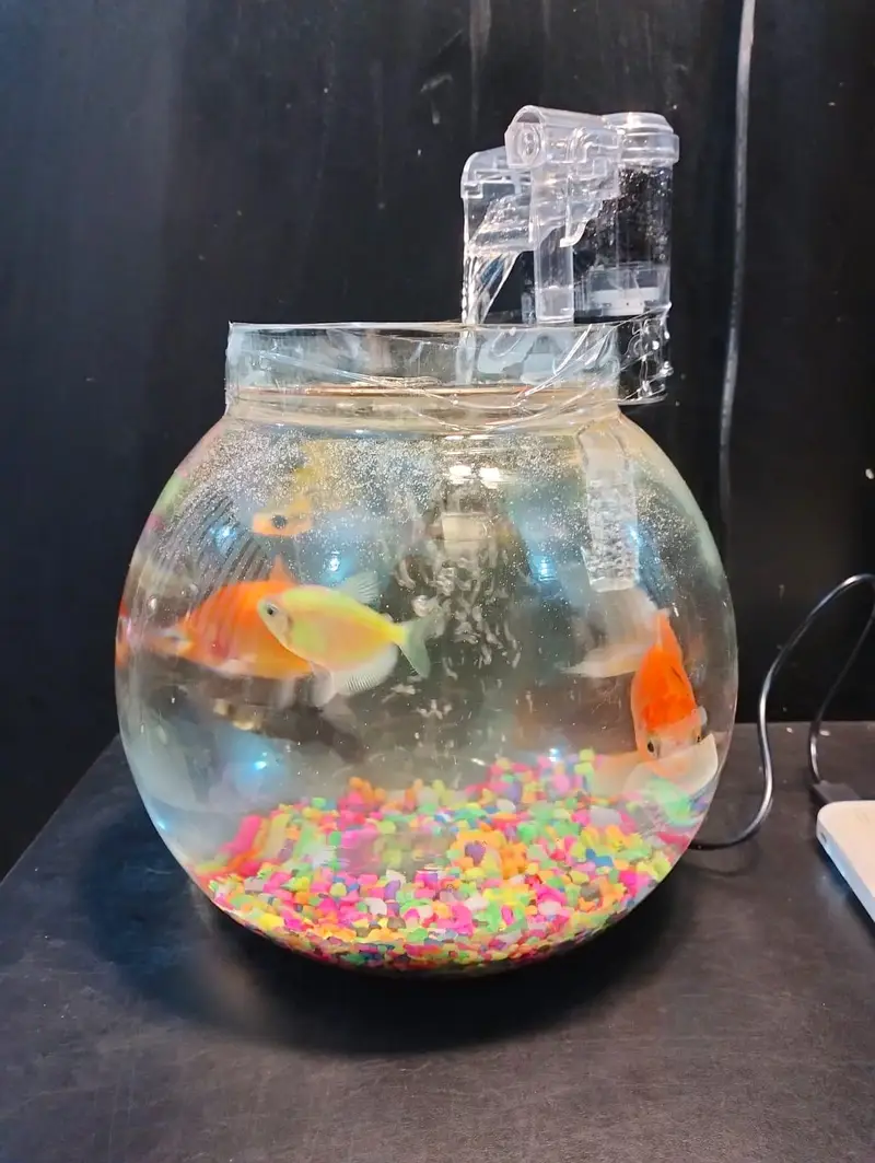 Gilal Gold Fish Aquarium — photo 12