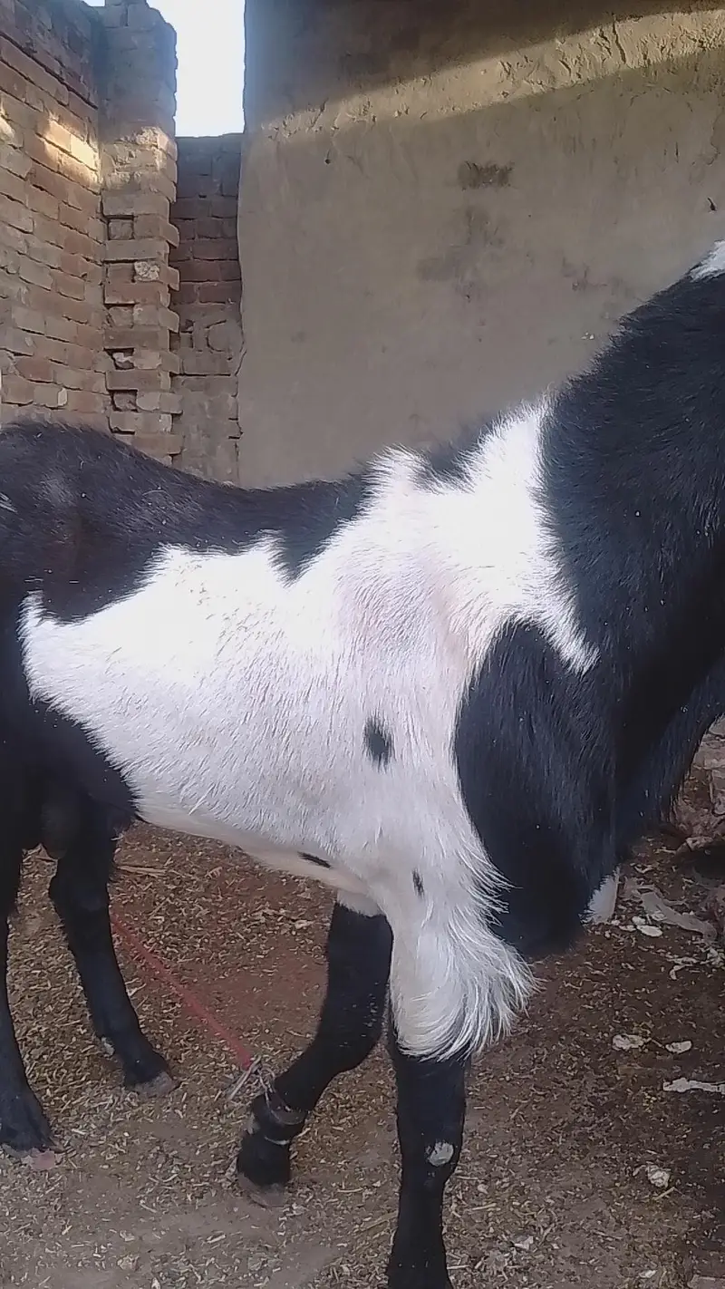 POUR INDIAN BREED