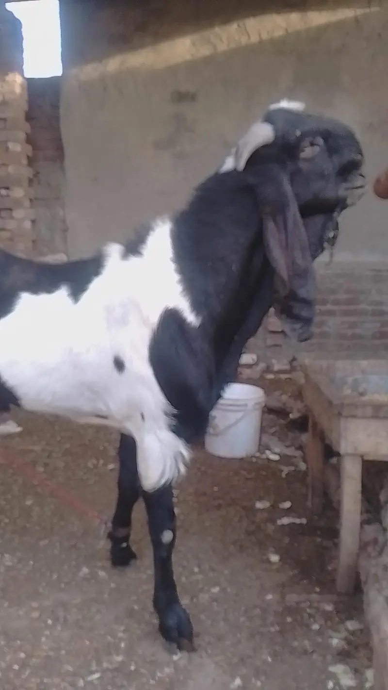 POUR INDIAN BREED — photo 2