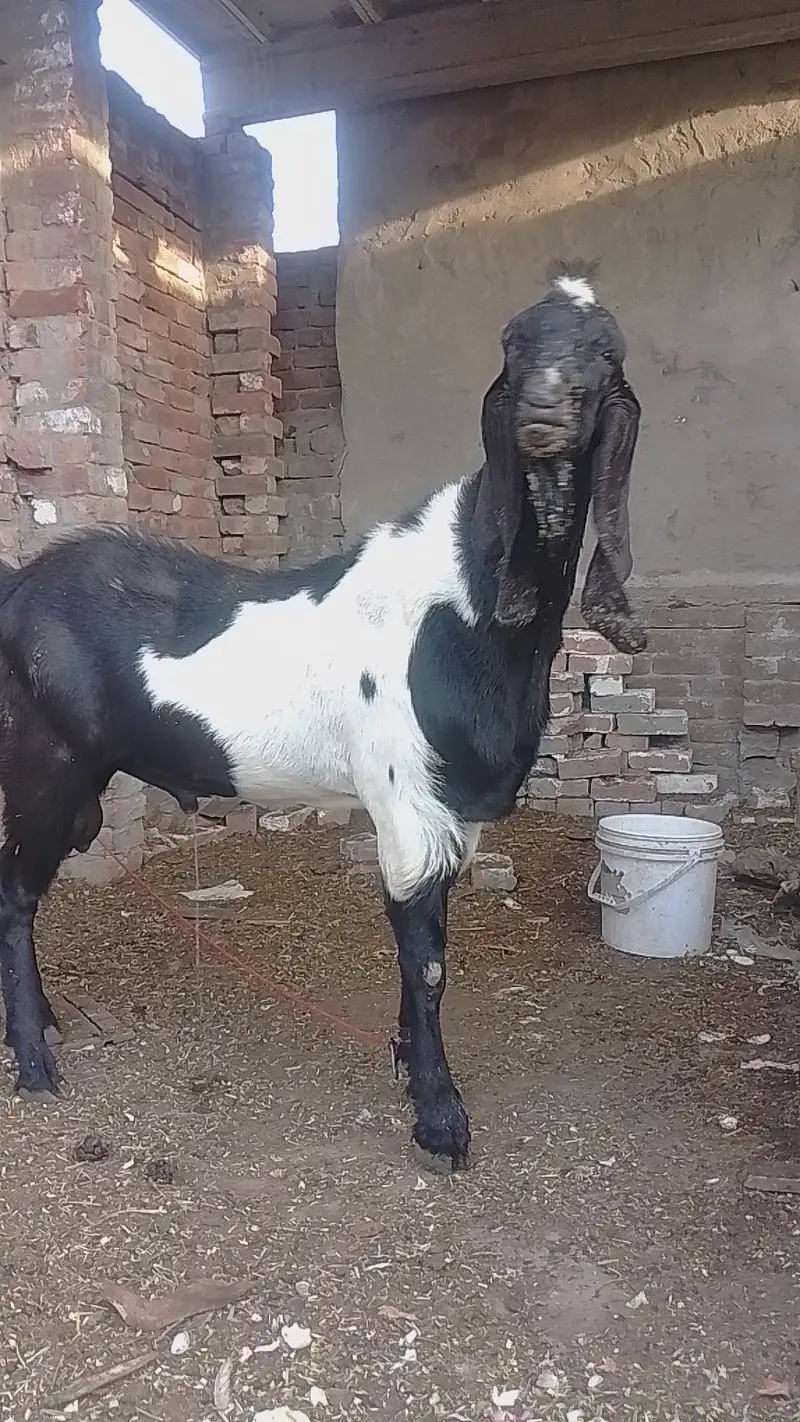 POUR INDIAN BREED — photo 3