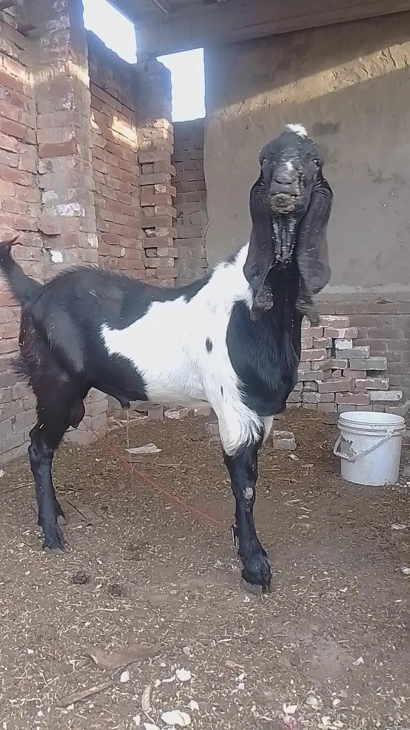 POUR INDIAN BREED — photo 5