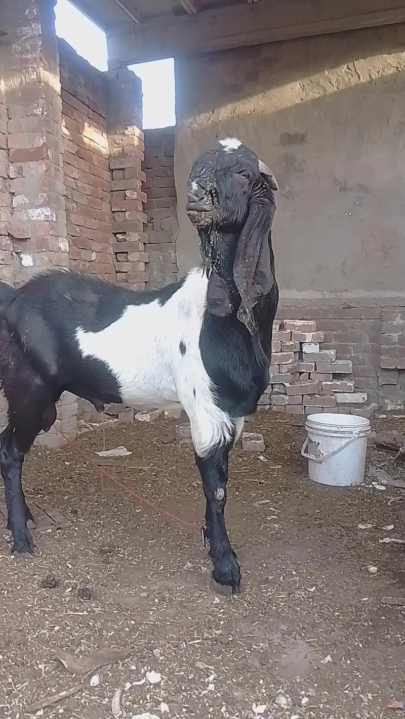POUR INDIAN BREED — photo 6
