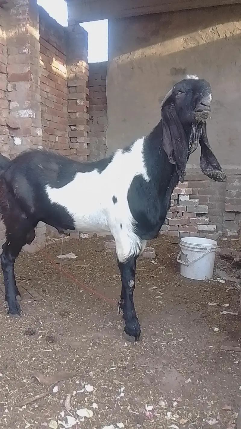 POUR INDIAN BREED — photo 7