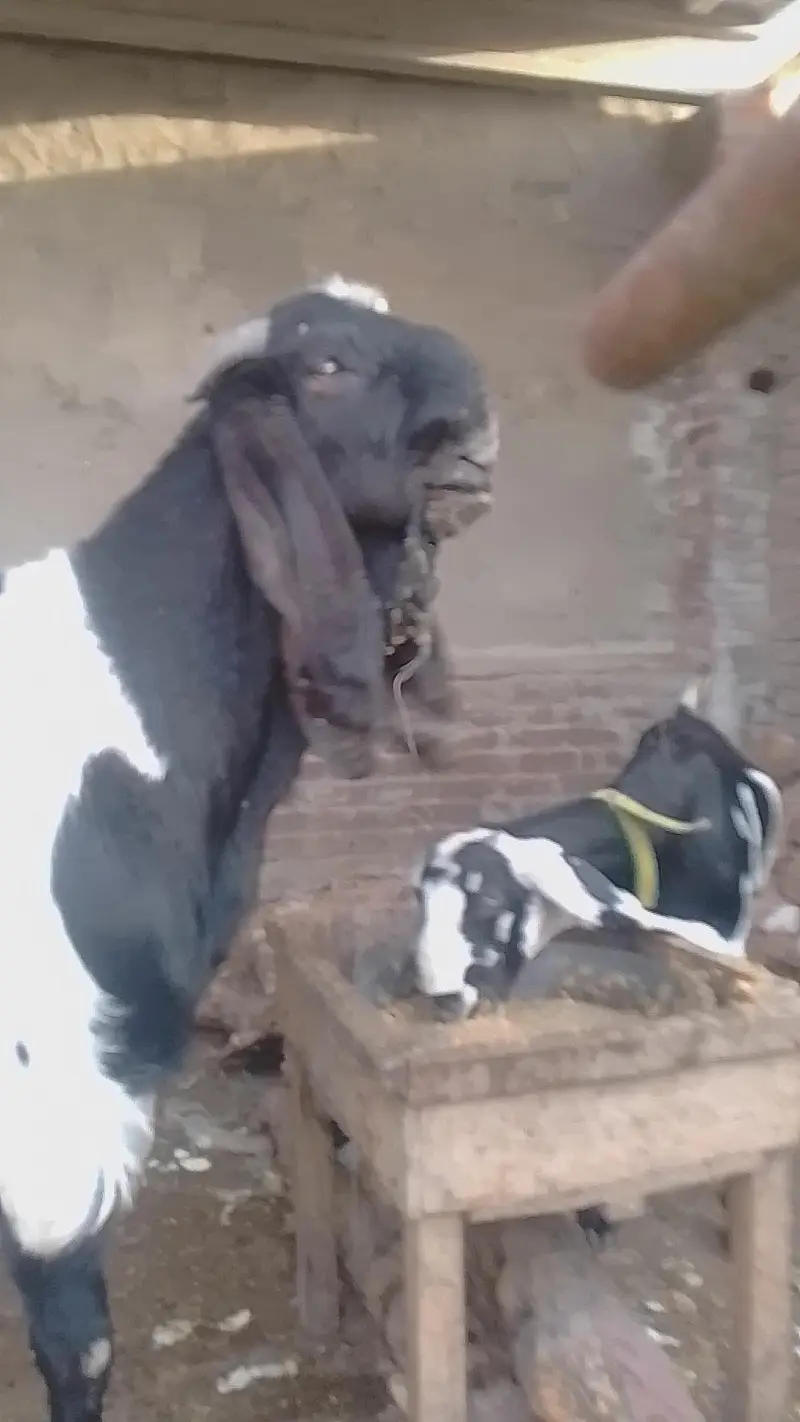 POUR INDIAN BREED — photo 10