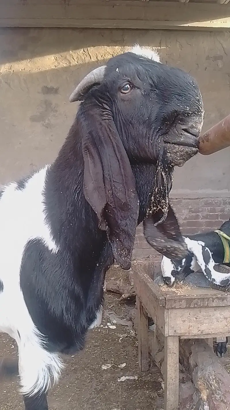 POUR INDIAN BREED — photo 11