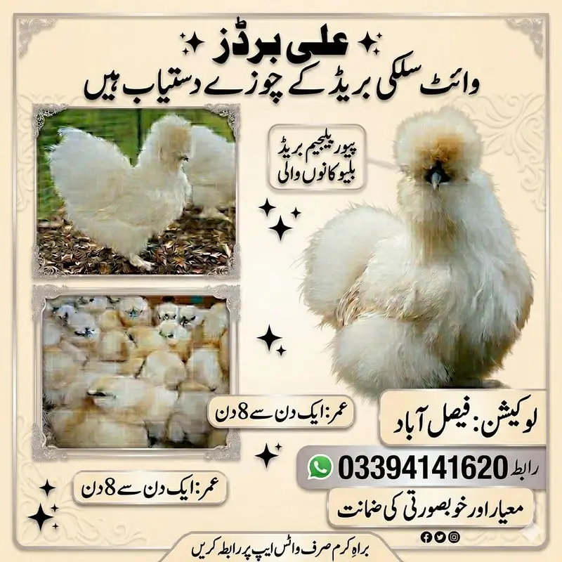 silkie breed  chicks — photo 2