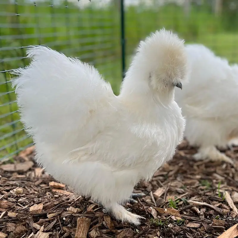 silkie breed  chicks