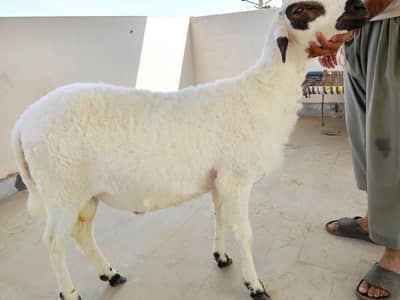 Sheep