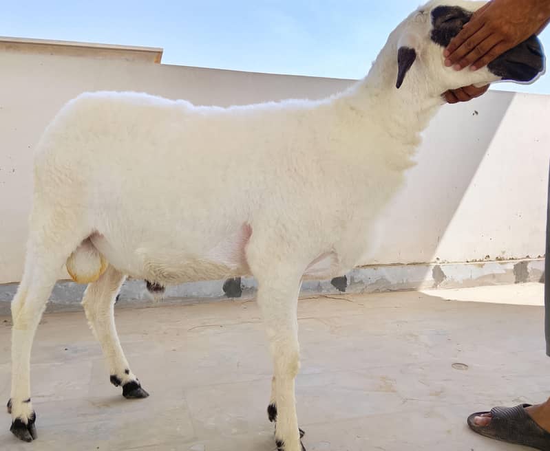 Sheep 1