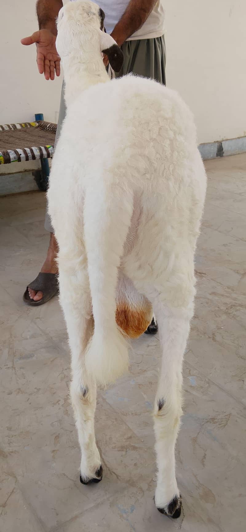 Sheep 2