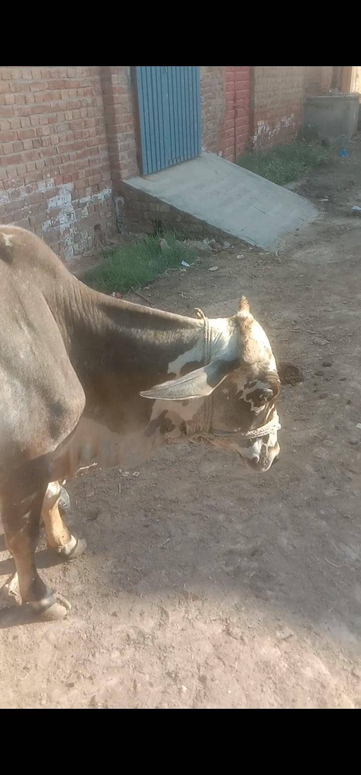 animl 0