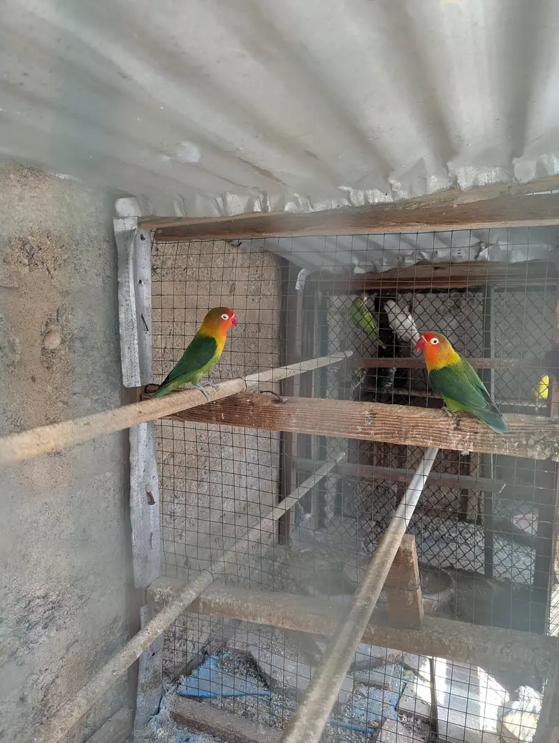 Australian and Love birds