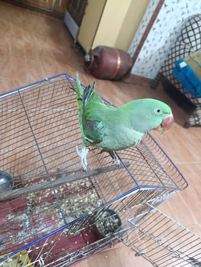 Raw Female Parrot