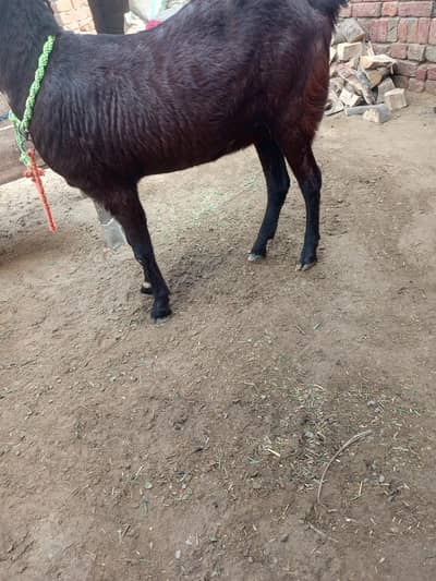 nagri bital goat