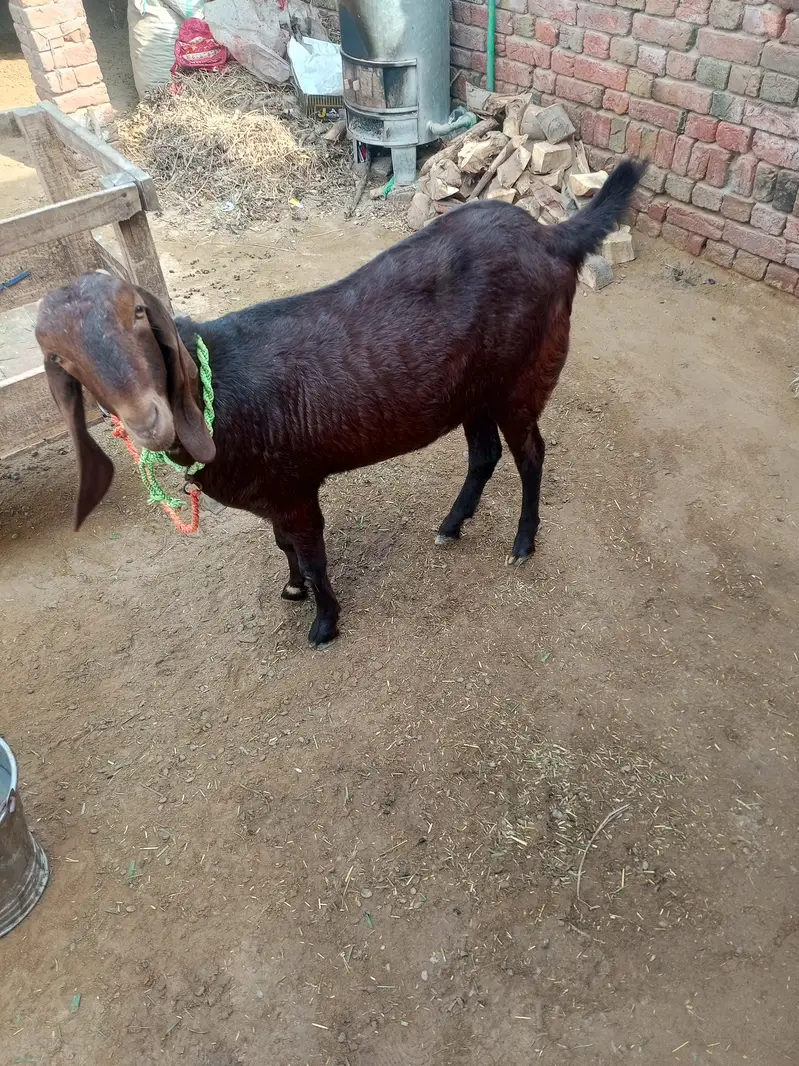 nagri bital goat — photo 2