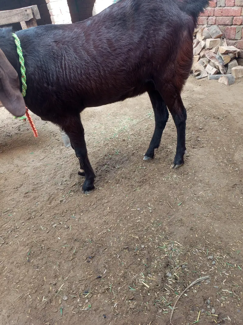 nagri bital goat — photo 3