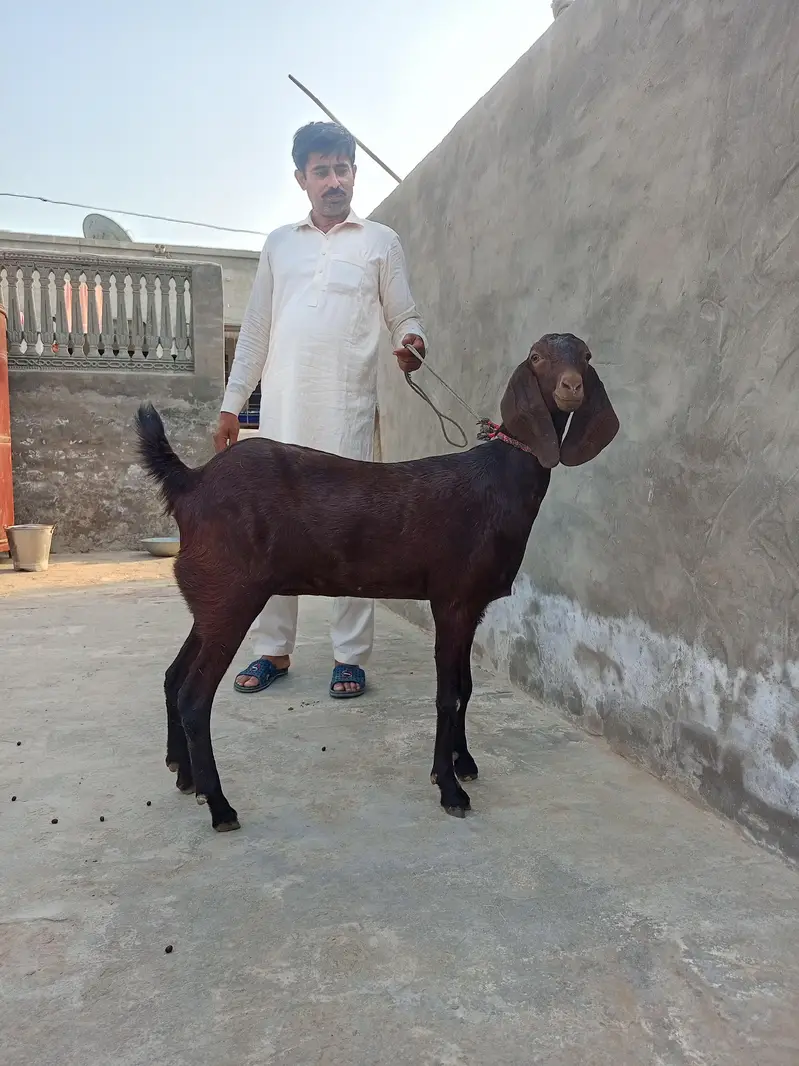 nagri bital goat — photo 4