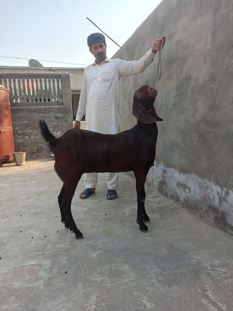 nagri bital goat — photo 5