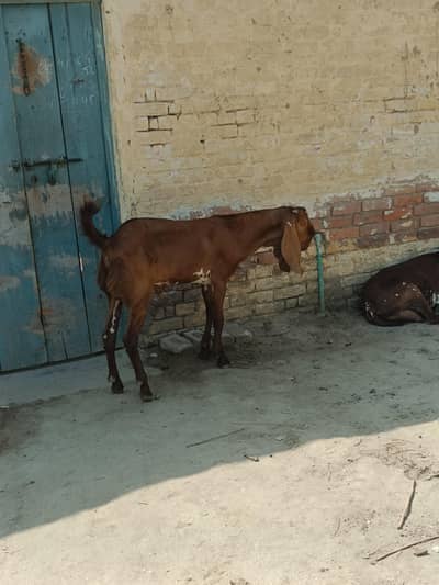 Qurabani ka Bakra