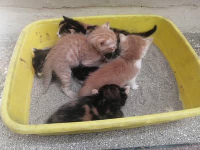 orange cat k kitten