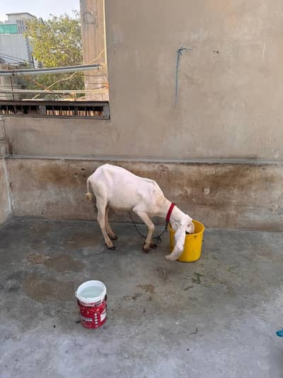 nawab shah breed