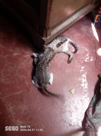 yeh billi mujhe sale Karni hai Billi hai aur Billi ke bache hai