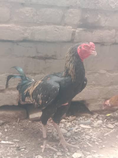 Aseel Male for sale