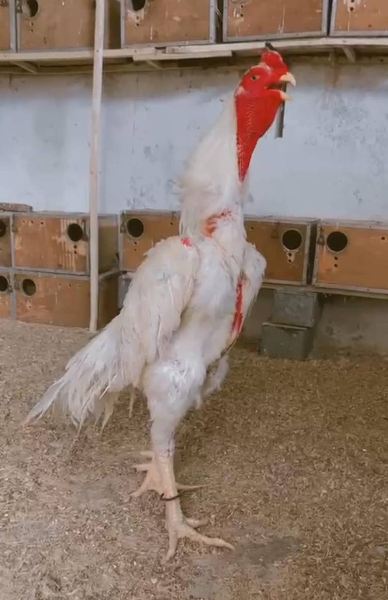fancy breed chicks 0