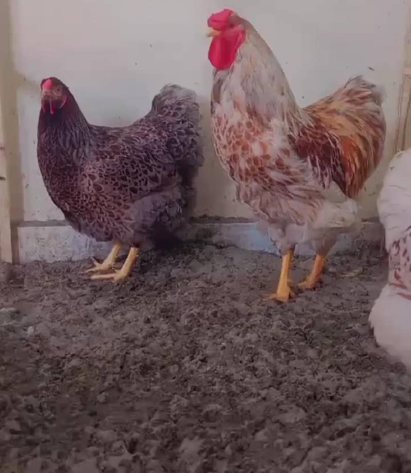fancy breed chicks 1