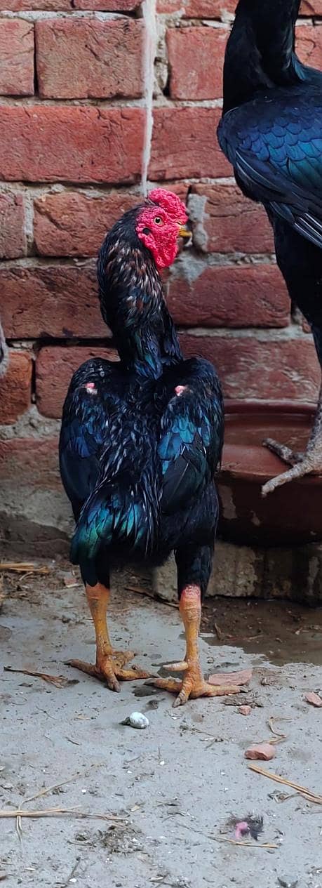 fancy breed chicks 2