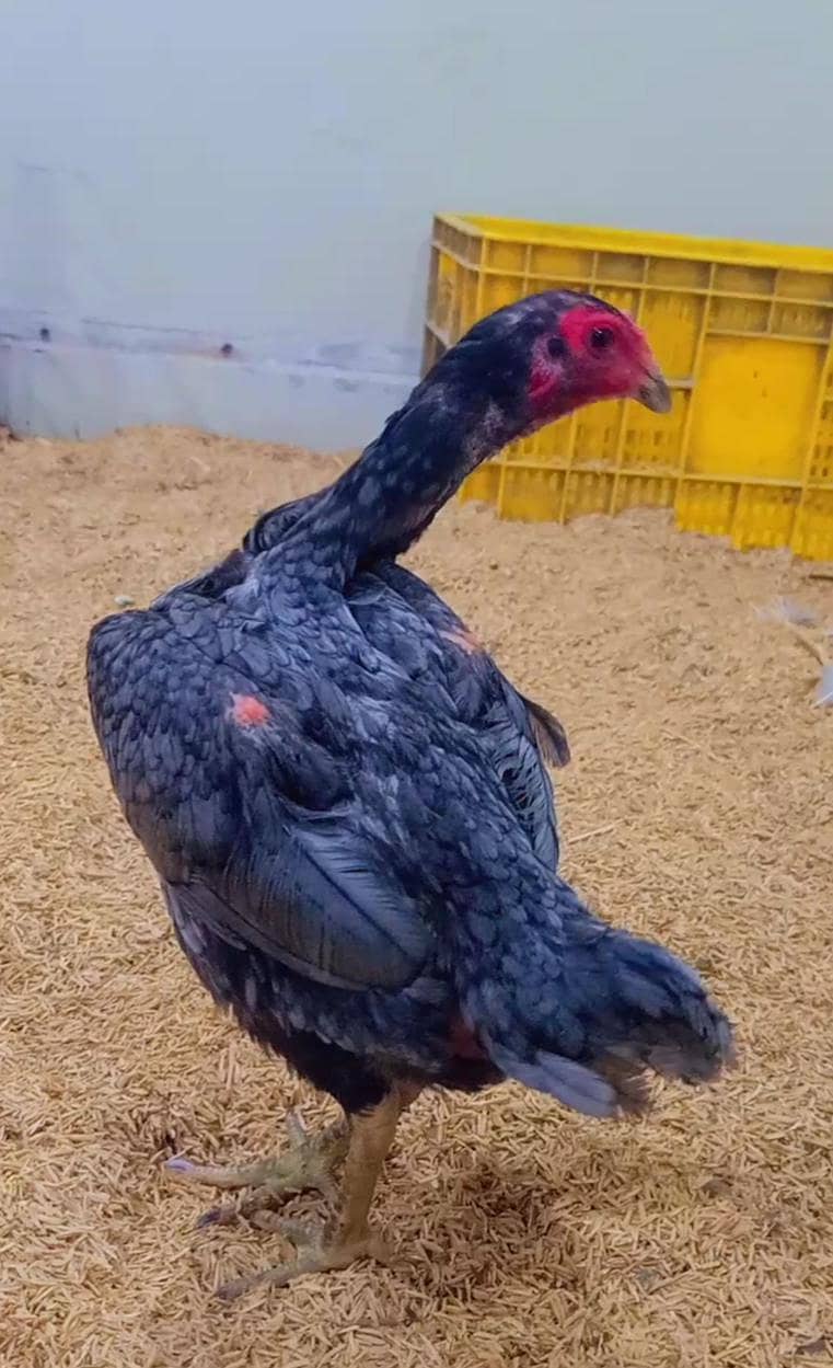 fancy breed chicks 3
